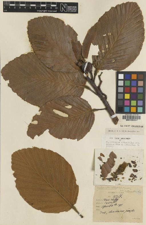 Dipterocarpus obtusifolius Teijsm. ex Miq. - BM000603247