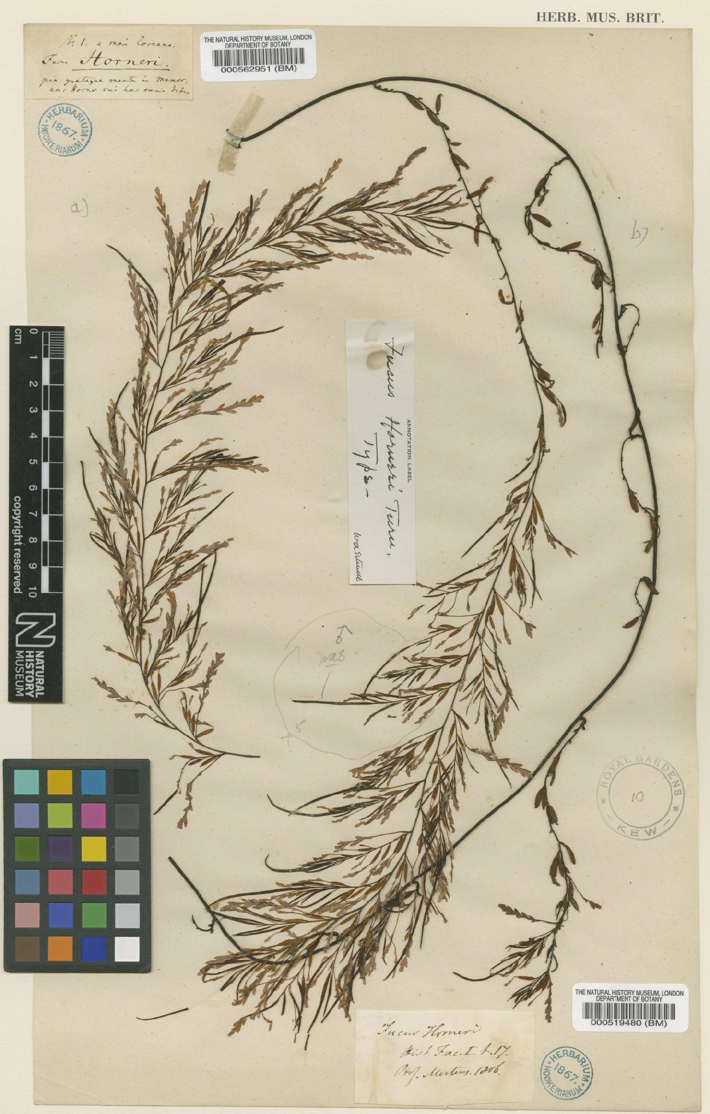 To NHMUK collection (Sargassum horneri (Turner) C.Agardh; Isotype; NHMUK:ecatalogue:4722488)