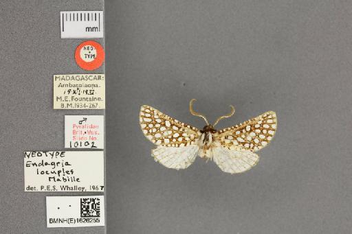 Endagria locuples Mabille, 1879 - BMNH(E)1626255_dorsal_labels