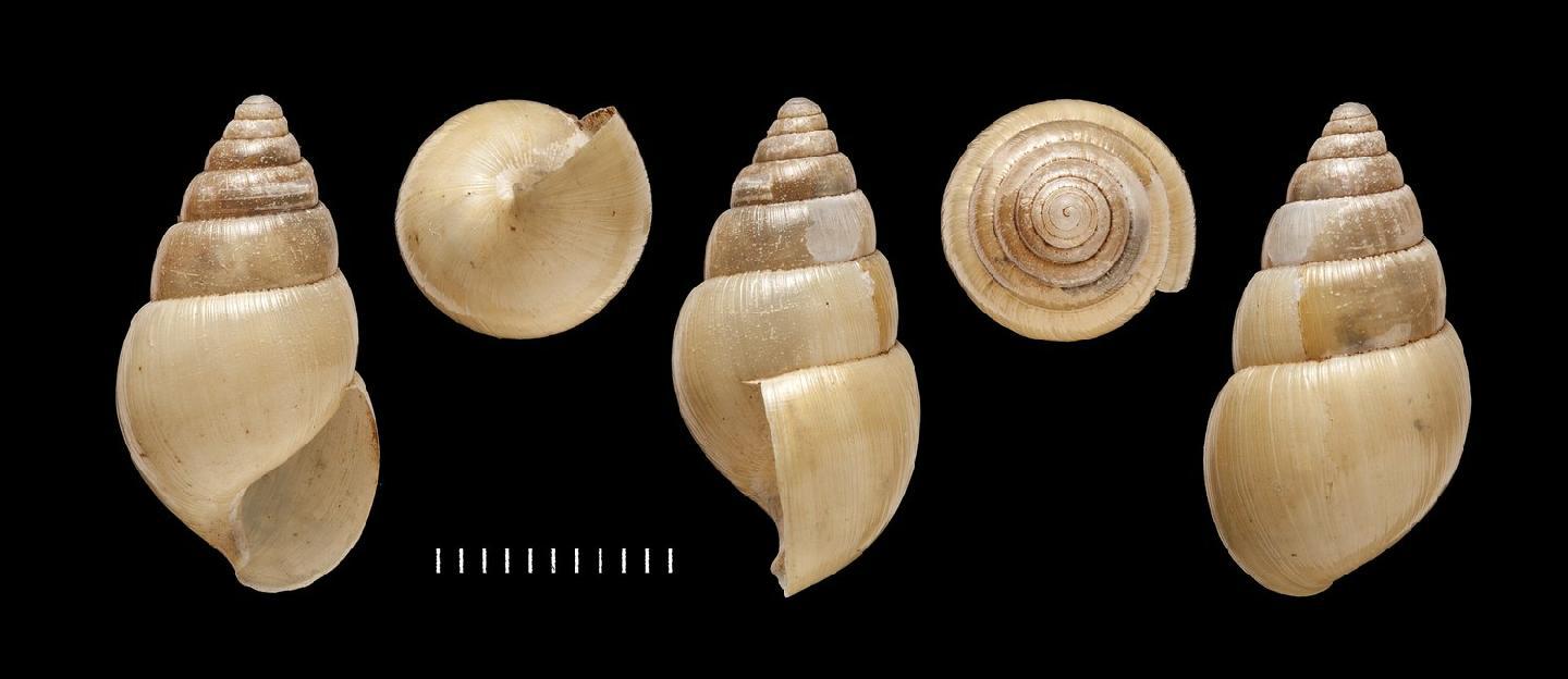 To NHMUK collection (Achatina praelustris Benson, 1860; SYNTYPE(S); NHMUK:ecatalogue:2437309)