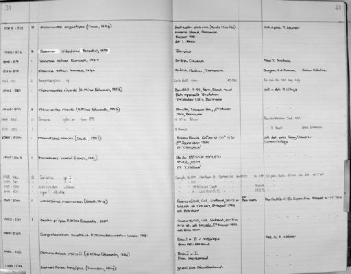 Caridina H. Milne Edwards, 1837 [in H. Milne Edwards, 1834-1840] - Zoology Accessions Register: Crustacea: 1984 - 1991: page 31