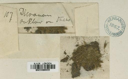 Dicranodontium didymodon (Griff.) Paris - BM000866622