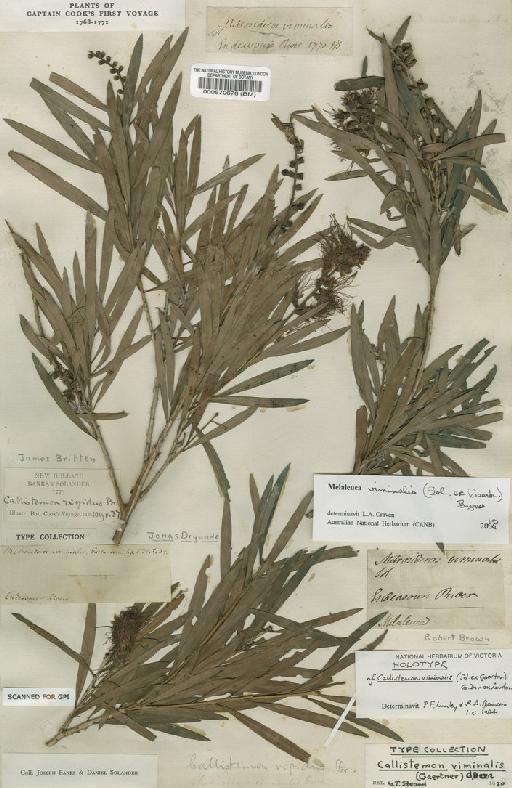 Melaleuca viminalis (Sol. ex Gaertn.) Byrnes - BM000570676
