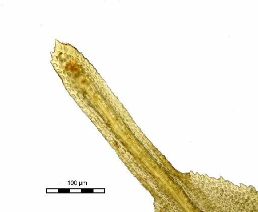 Mitthyridium undulatum (Dozy & Molk.) H.Rob. - Syrrhopodon binsteadii_BM000662364tip2.jpg