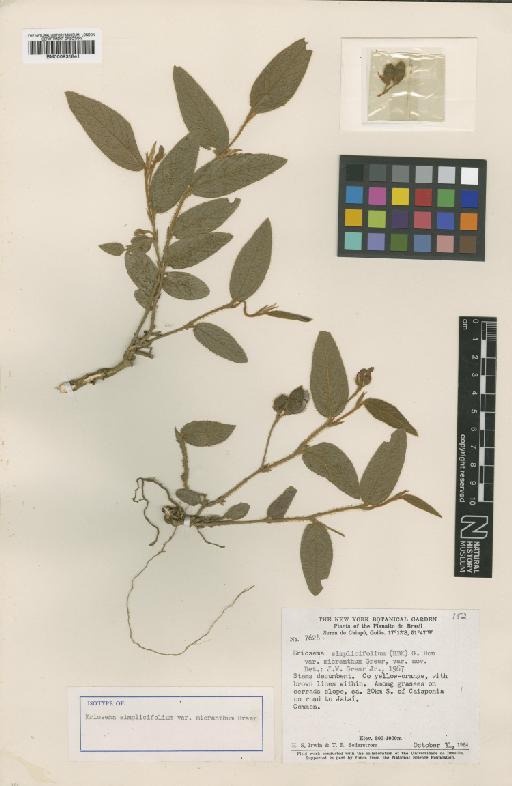Eriosema simplicifolium var. micranthum Grear - BM000931841