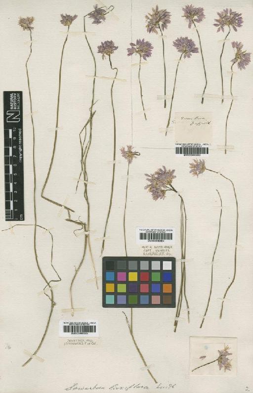 Sowerbaea laxiflora Lindl. - BM000990684