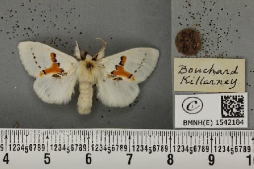 Leucodonta bicoloria (Denis & Schiffermüller, 1775) - BMNHE_1542184_282521