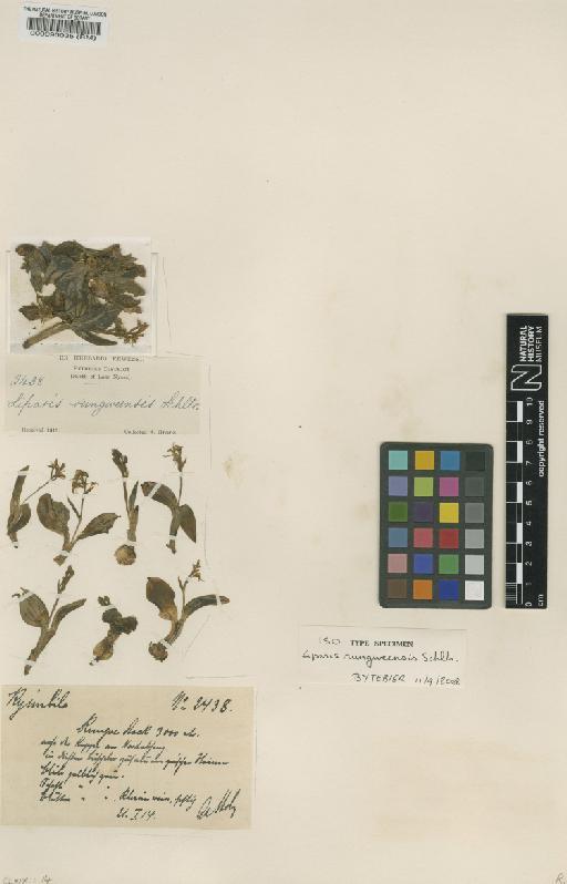 Liparis rungweensis Schltr. - BM000090035