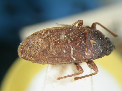 Neolethaeus australis Distant - Hemiptera: Neolethaeus Aus