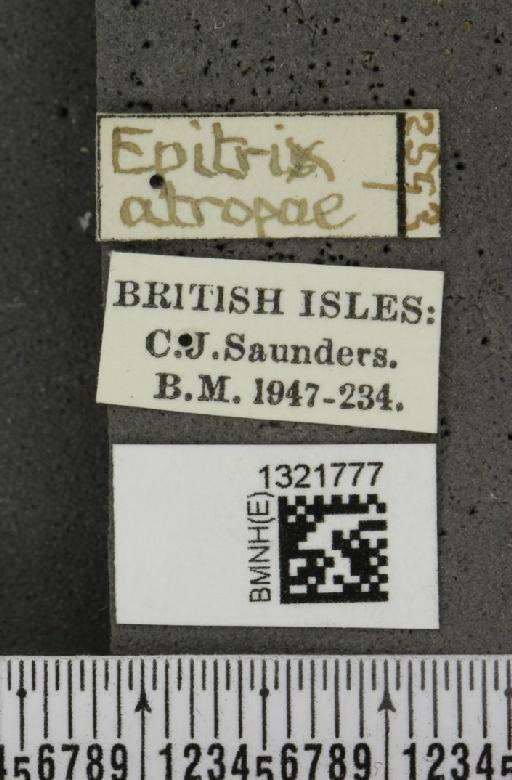 Epitrix atropae Foudras, 1861 - BMNHE_1321777_label_11765