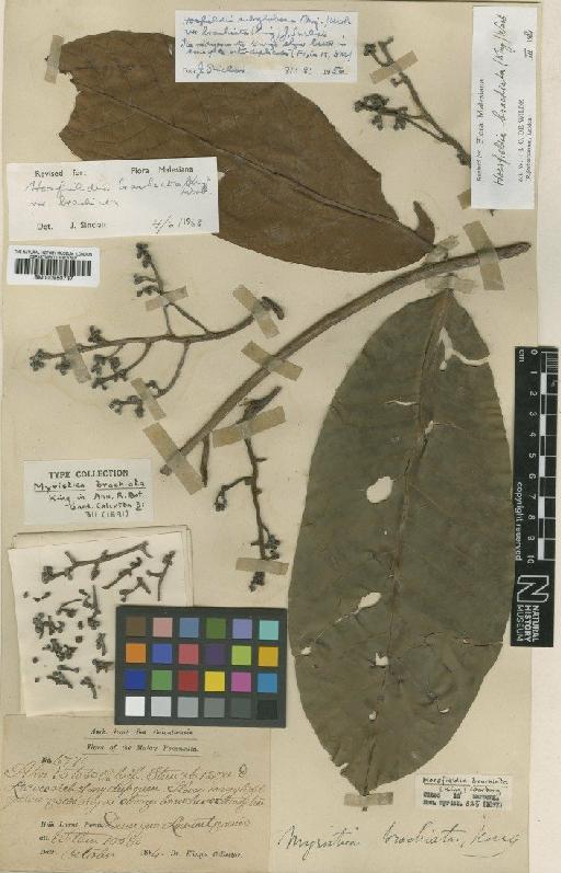 Horsfieldia brachiata (King) Warb. - BM000950737