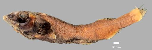 Alepocephalus australis Barnard, 1923 - BMNH 2022.5.17.29, Alepocephalus australis