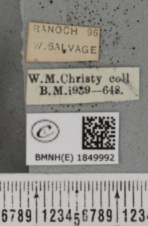 Macaria brunneata ab. flava Hannemann, 1917 - BMNHE_1849992_label_423408