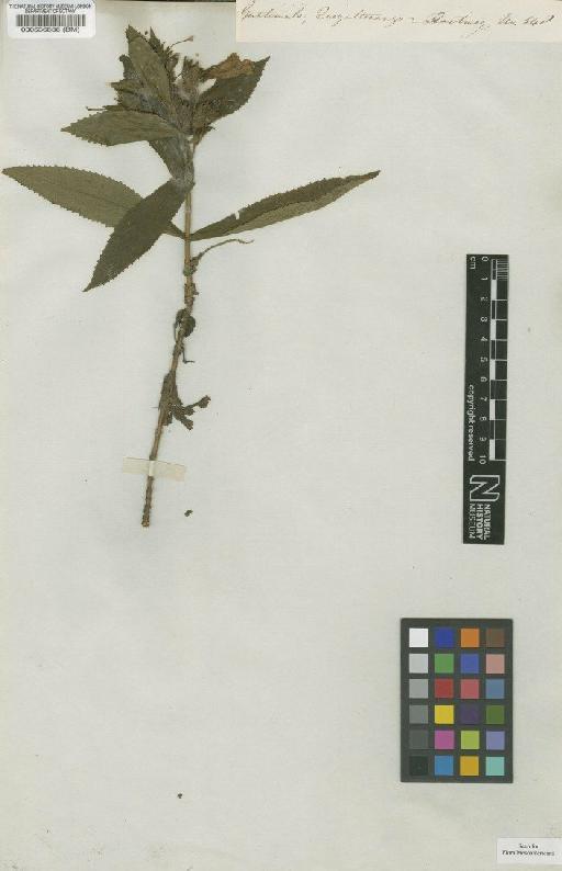 Hemichaena fruticosa Benth. - BM000536836
