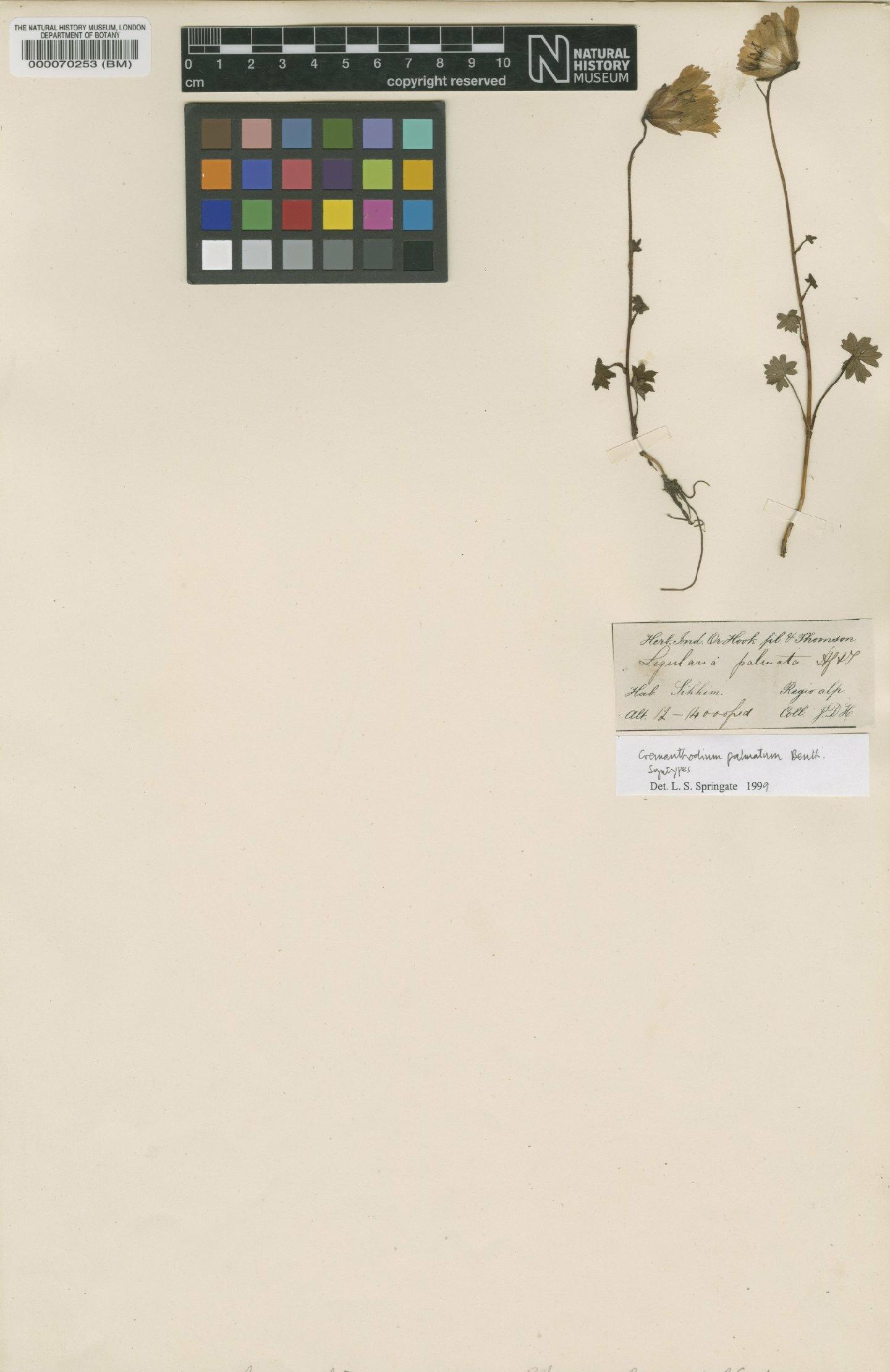 To NHMUK collection (Cremanthodium palmatum Benth.; Syntype; NHMUK:ecatalogue:473857)