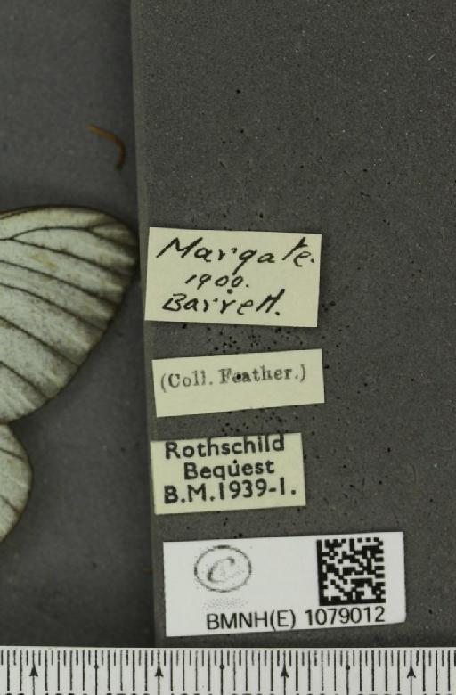 Aporia crataegi (Linnaeus, 1758) - BMNHE_1079012_label_70063