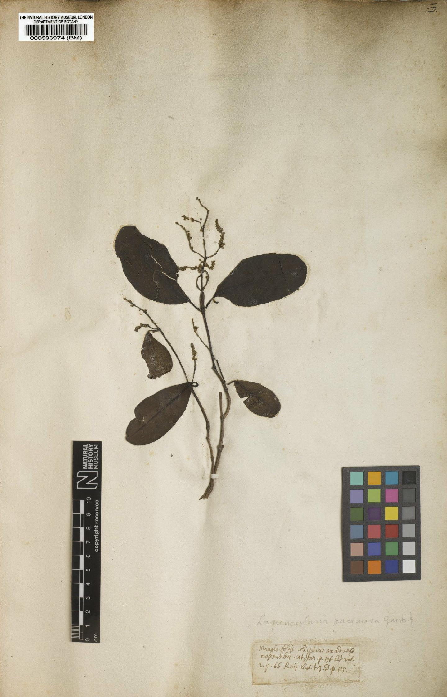To NHMUK collection (Conocarpus racemosus L.; NHMUK:ecatalogue:4707979)