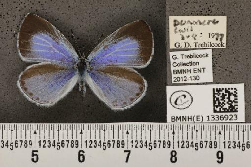 Celastrina argiolus britanna (Verity, 1919) - BMNHE_1336923_132878