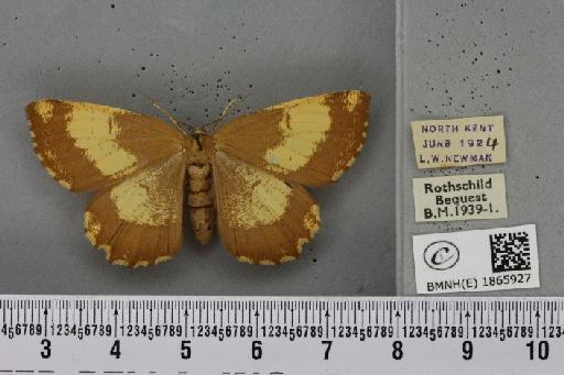 Angerona prunaria ab. corylaria Thunberg, 1781 - BMNHE_1865927_431240