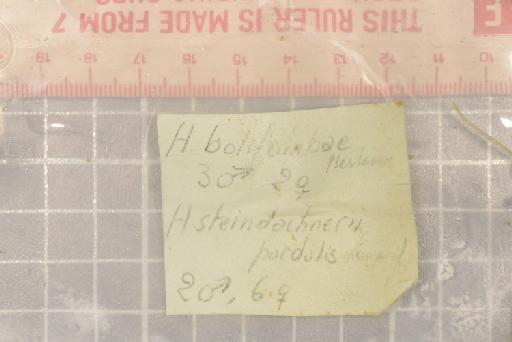 Hyperolius steindachneri pardalis Laurent, 1947 - 1947.2.26.18_Image008