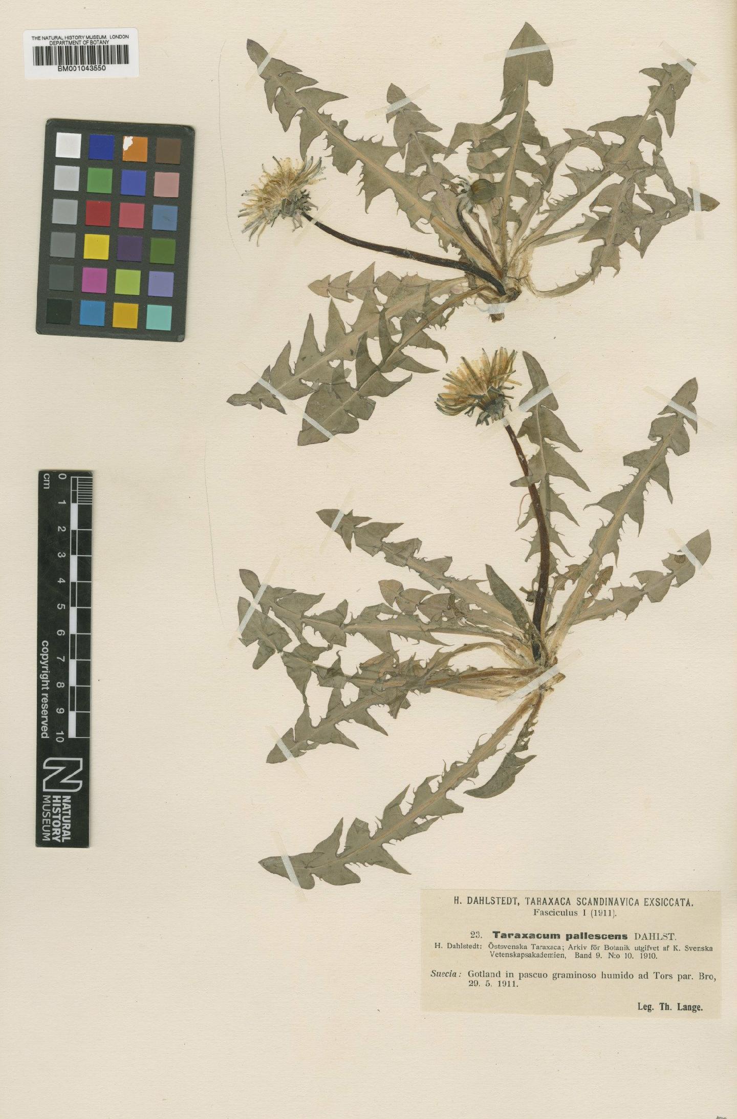 To NHMUK collection (Taraxacum pallescens Dahlst; Type; NHMUK:ecatalogue:2200896)
