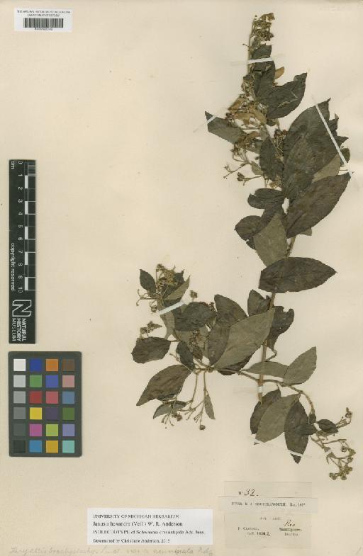 Janusia hexandra (Vell.) W.R.Anderson - BM001209749