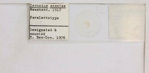 Coccus acaciae Newstead, 1917 - 010713719_additional