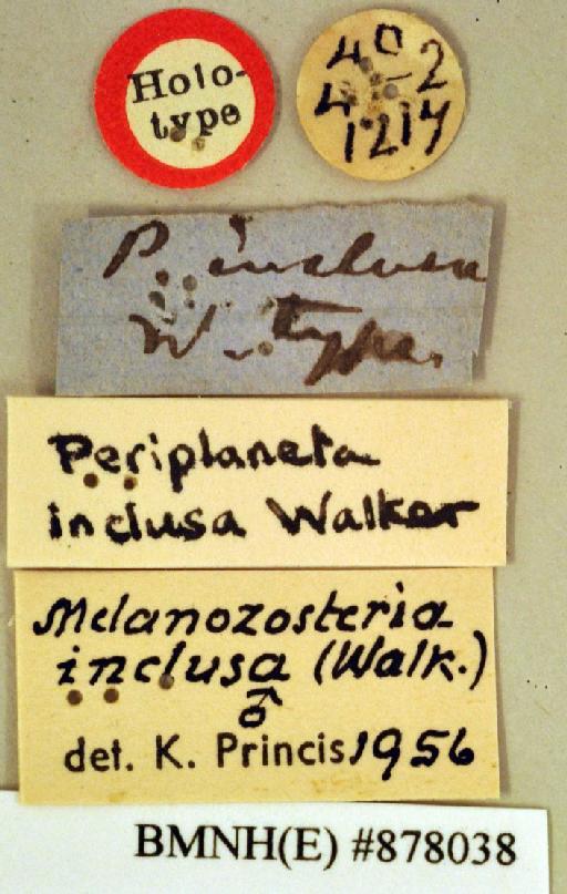 Periplaneta inclusa Walker, 1868 - Periplaneta inclusa Walker, F, 1868, male, holotype, labels. Photographer: Heidi Hopkins. BMNH(E)#878038