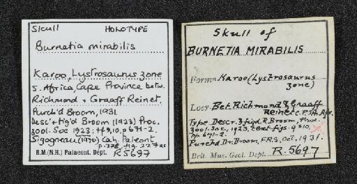 Burnetia mirabilis Broom, 1923 - NHMUK PV R 5697 - labels