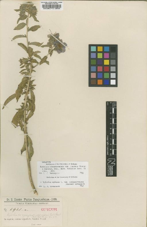 Hydrolea paraguayensis var. inermis Chodat & Hassl. - BM000089772