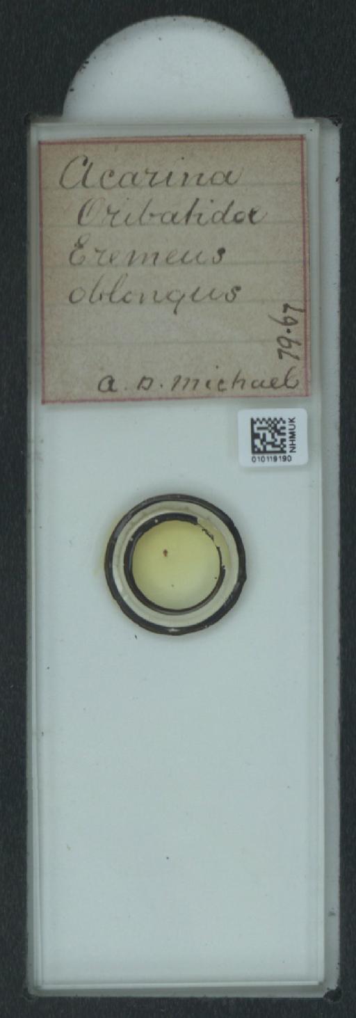 Notaspis oblongus C.L. Koch, 1879 - 010119190_128161_1585538