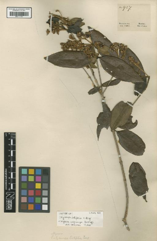 Myrcia calycampa Amshoff - BM001191683