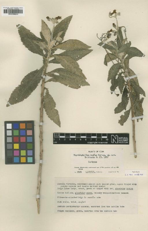 Rhytidophyllum acunae C.V.Morton - BM000992263