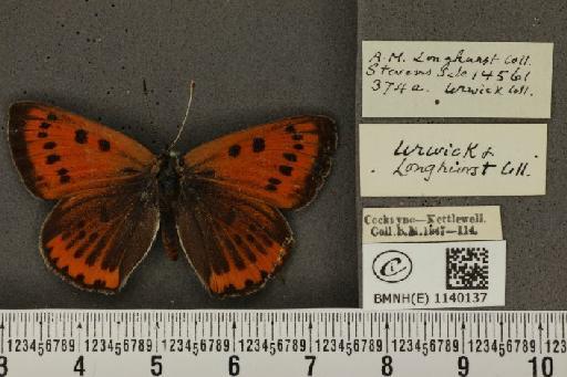 Lycaena dispar dispar ab. unilineata Tutt, 1906 - BMNHE_1140137_91755