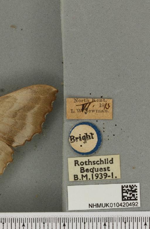 Laothoe populi ab. pallida Newnham, 1900 - NHMUK_010420492_label_526669