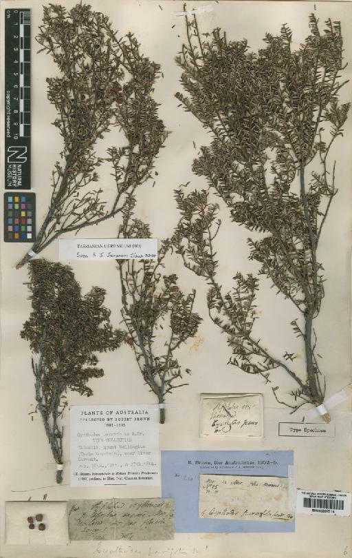 Cyathodes parvifolia R.Br. - BM000802314