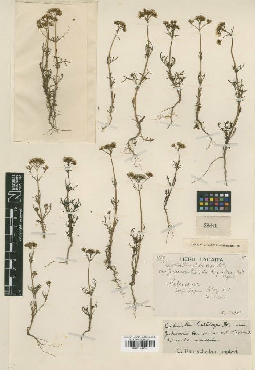 Centranthus calcitrapae (L.) Dufr. - BM001134454