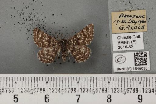 Macaria carbonaria (Clerck, 1759) - BMNHE_1846030_422972