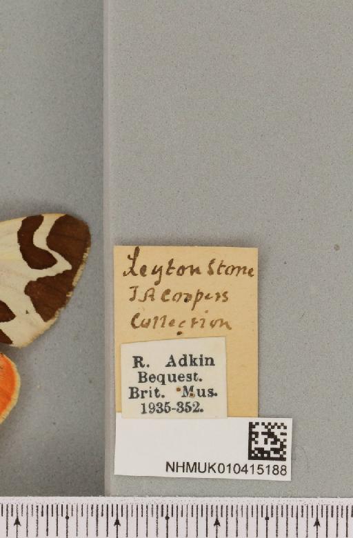 Arctia caja (Linnaeus, 1758) - NHMUK_010415188_label_519368