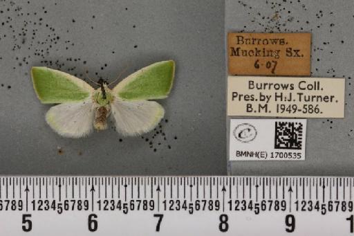 Earias clorana (Linnaeus, 1761) - BMNHE_1700535_296785