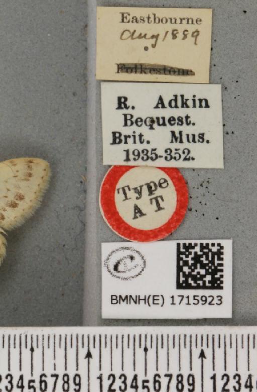 Scopula marginepunctata ab. basinotata Cockayne, 1950 - BMNHE_1715923_label_269108