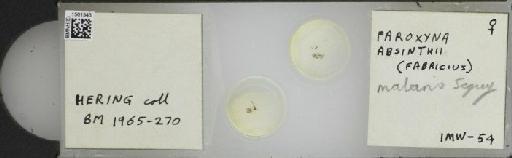 Campiglossa luxorientis (Hering, 1940) - BMNHE_1501543_57561