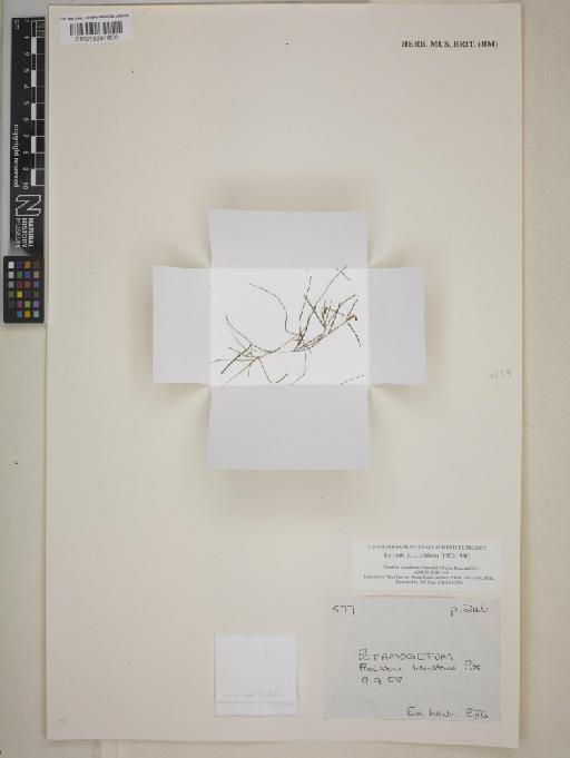 Potamogeton L. - 013391600