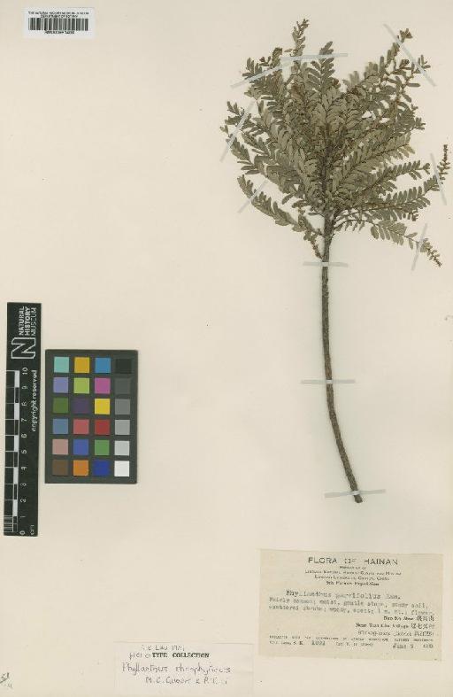 Phyllanthus rheophyticus M.G.Gilbert & P.T.Li - BM000951408