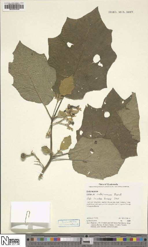 Solanum rudepannum Dunal - BM000948448