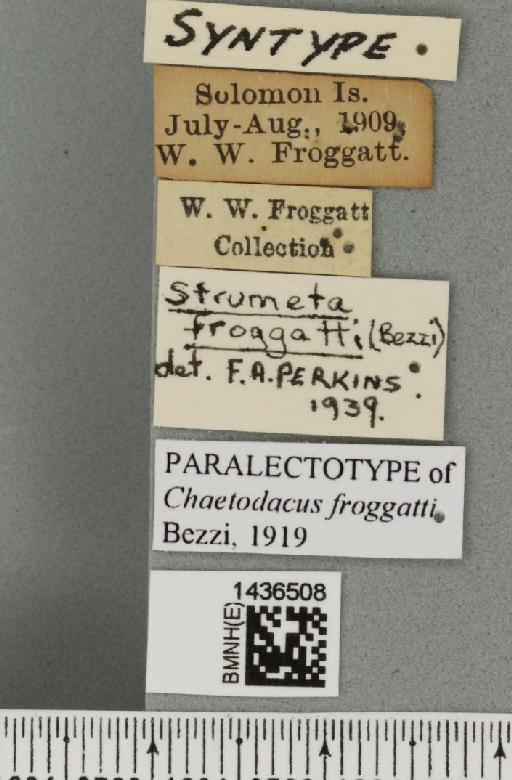 Bactrocera (Bactrocera) froggatti (Bezzi, 1919) - BMNHE_1436508_label_30606