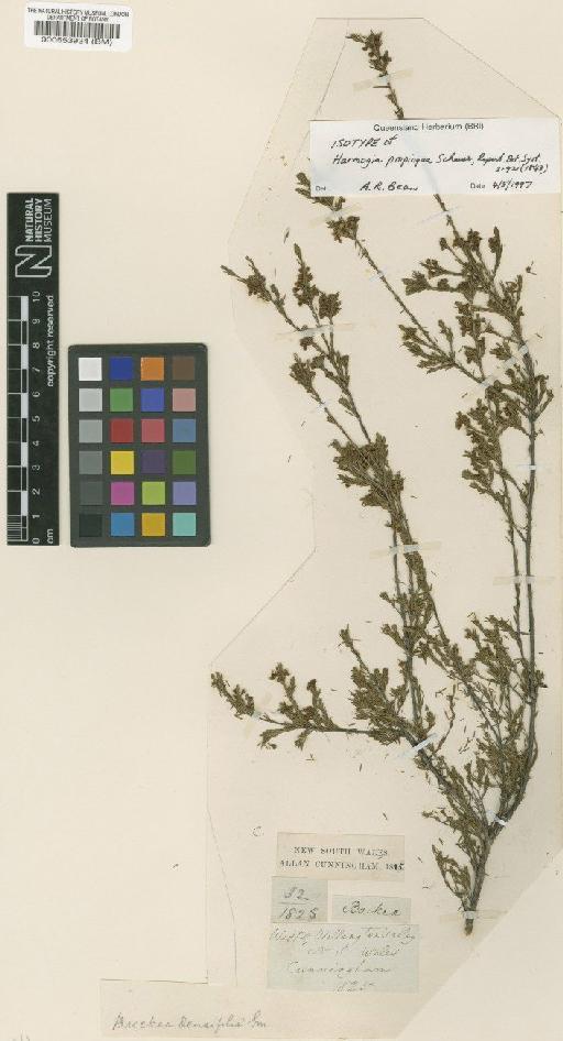 Baeckea densifolia (Sm.) F.Muell. - BM000553934