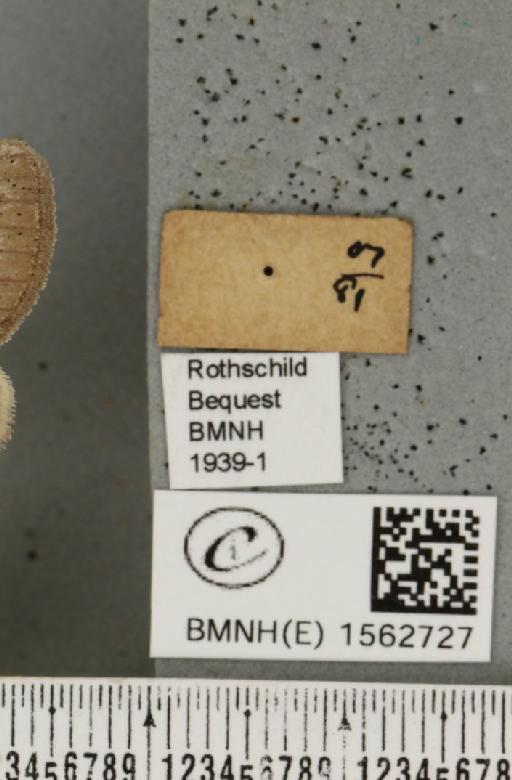 Dicallomera fascelina (Linnaeus, 1758) - BMNHE_1562727_a_label_256242