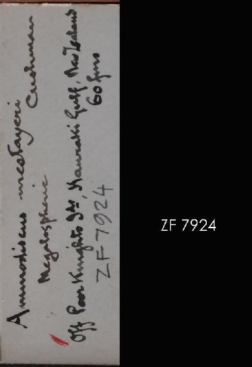 Ammodiscus mestayeri Cushman, 1919 - ZF 7924.tif