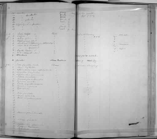 Misgurnus anguillicaudatus (Cantor, 1842) - Zoology Accessions Register: Mammals: 1841 - 1844: page 161